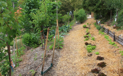 Sécheresse : existe-t-il des solutions pour hydrater nos jardins nourriciers